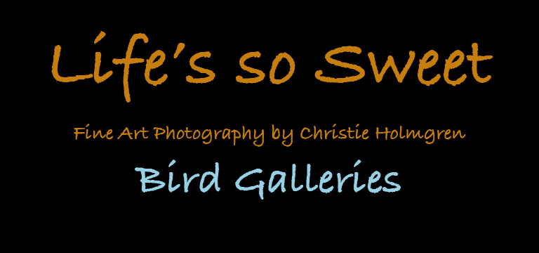 Bird Galleries Logo