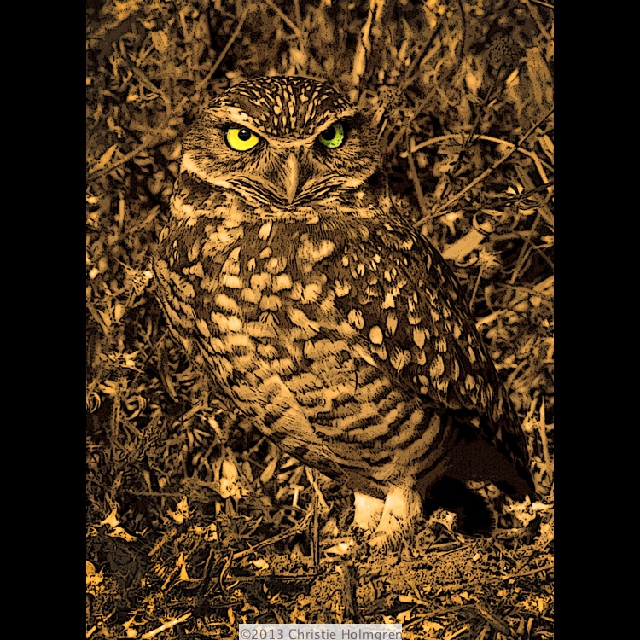 Burrowing<br/>Owl<br/>Sepia