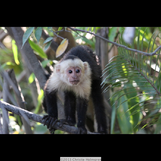 Capuchin<br/>Monkey 1