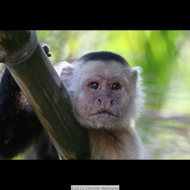 Capuchin<br/>Monkey 3