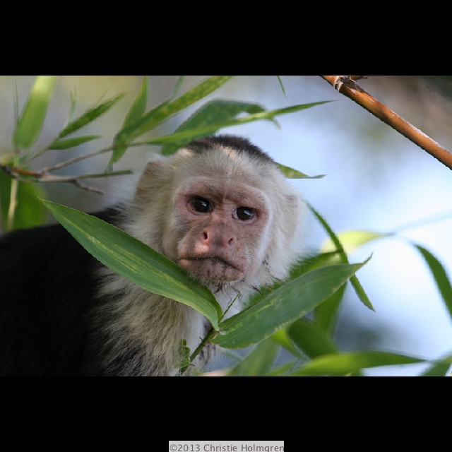Capuchin<br/>Monkey 4