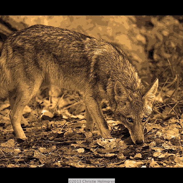 Coyote<br/>Sepia
