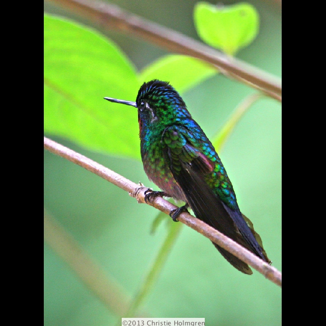 Hummingbird 5