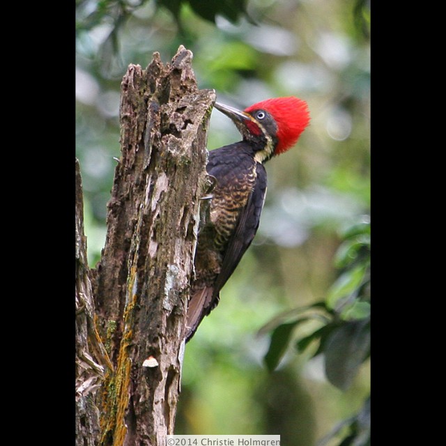 Lineated<br/>Woodpecker<br/>1
