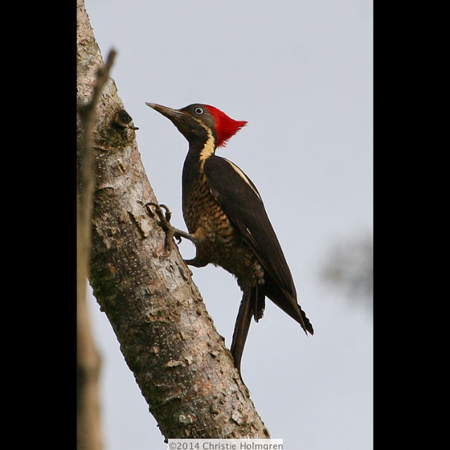 Lineated<br/>Woodpecker<br/>2