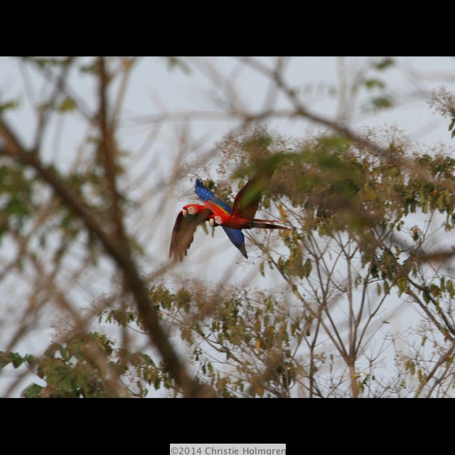 Scarlet<br/>Macaws 1