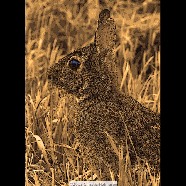 Rabbit<br/>Sepia