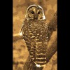 Barred<br/>Owl<br/>Sepia