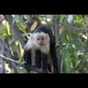 Capuchin<br/>Monkey 1