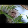 Capuchin<br/>Monkey 4