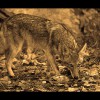 Coyote<br/>Sepia