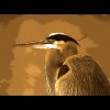 Great<br/>Blue Heron<br/>Sepia