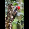 Lineated<br/>Woodpecker<br/>1