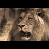 Lion<br/>Sepia