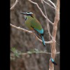 Turquoise<br/>Browed<br/>Motmot