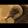 Black<br/>Vulture<br/>Sepia