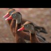 Whistling<br/>Ducks 3