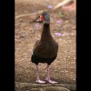Whistling<br/>Duck