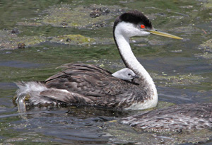 Grebes Gallery