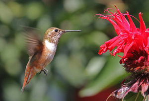 Hummingbird Gallery