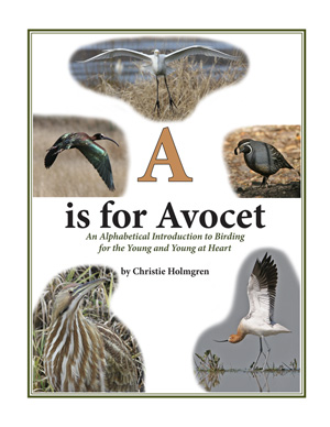 A is for Avocet