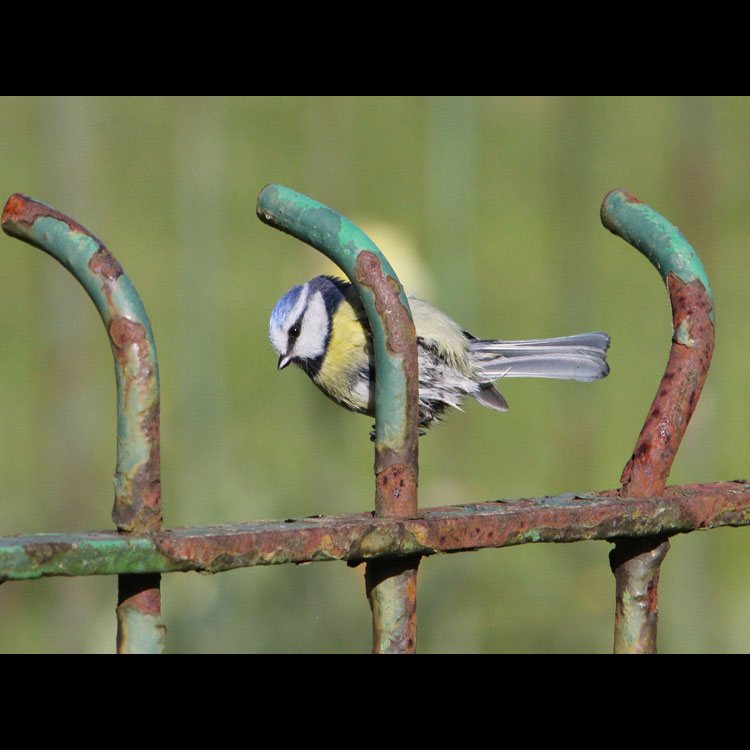 Miscellaneous
                            Song Birds