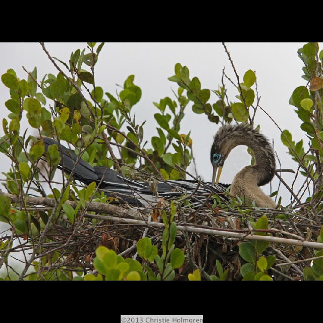 Anhinga 1