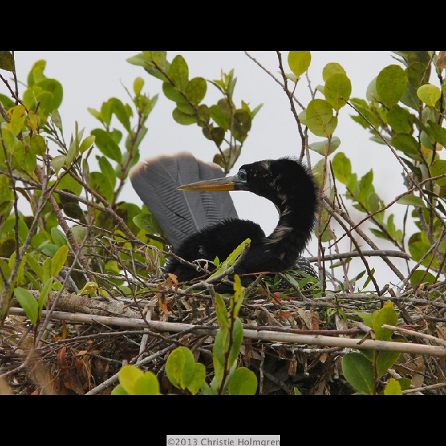 Anhinga 2