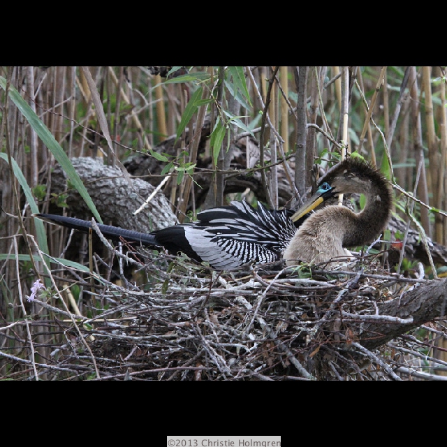 Anhinga 3