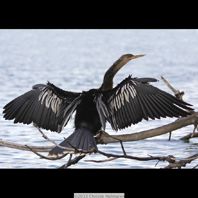 Anhinga 4