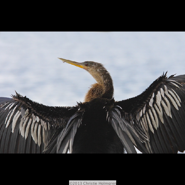 Anhinga 6