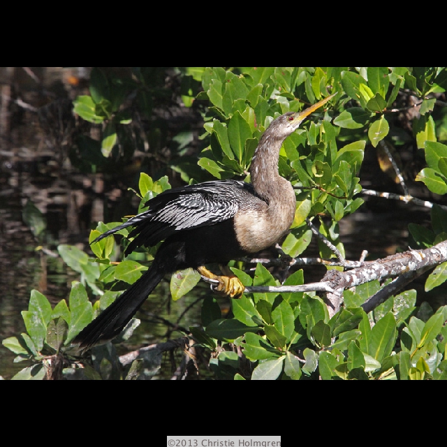 Anhinga 7