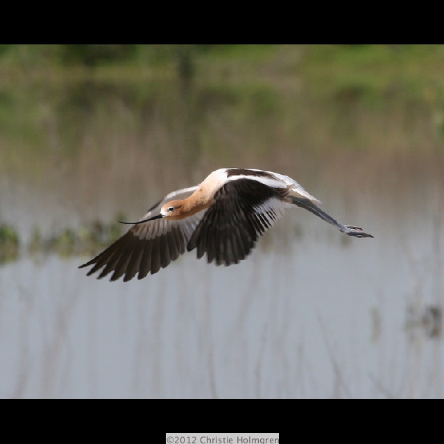 American<br/>Avocet Flying