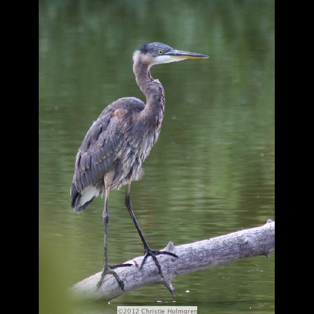 Baby
              Great<br/>Blue Heron 1