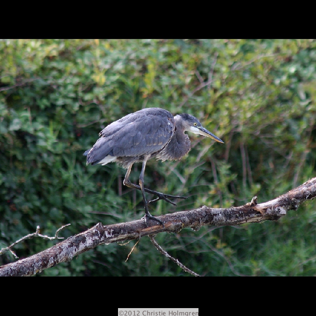 Baby
              Great<br/>Blue Heron 2