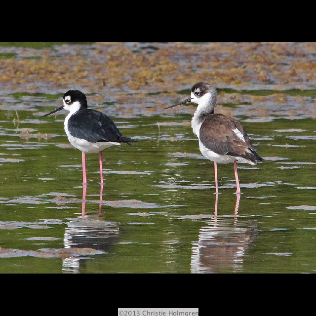 Black<br/>Necked<br/>Stilts 4