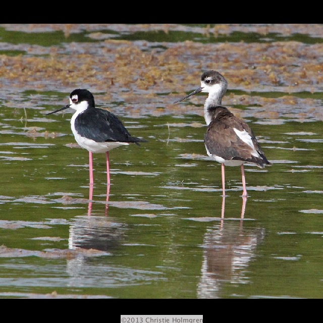 Black<br/>Necked<br/>Stilts 5