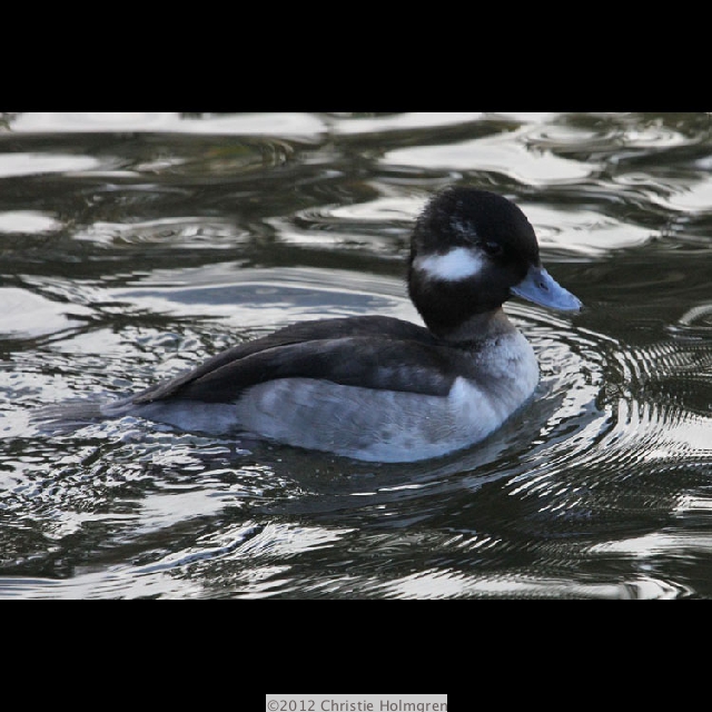 Female<br/>Buffelhead 1