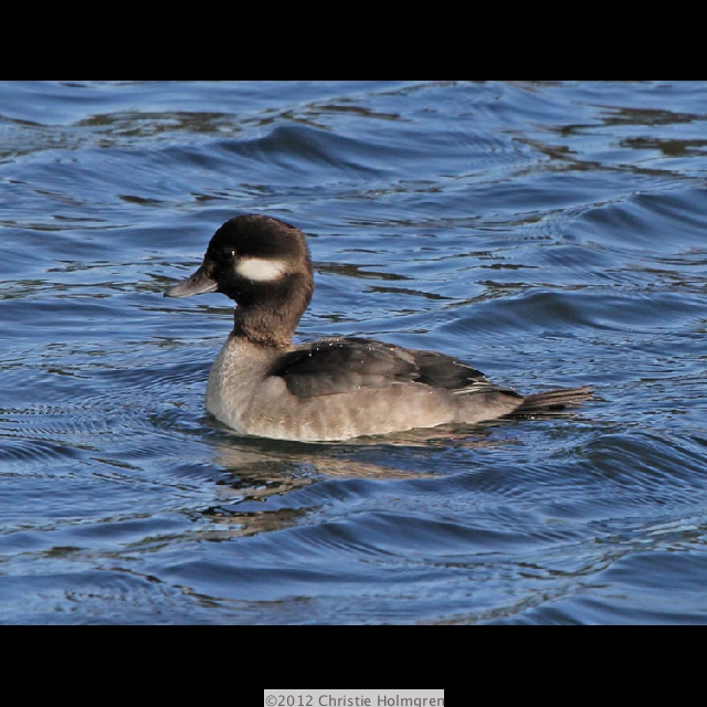 Female<br/>Buffelhead 2