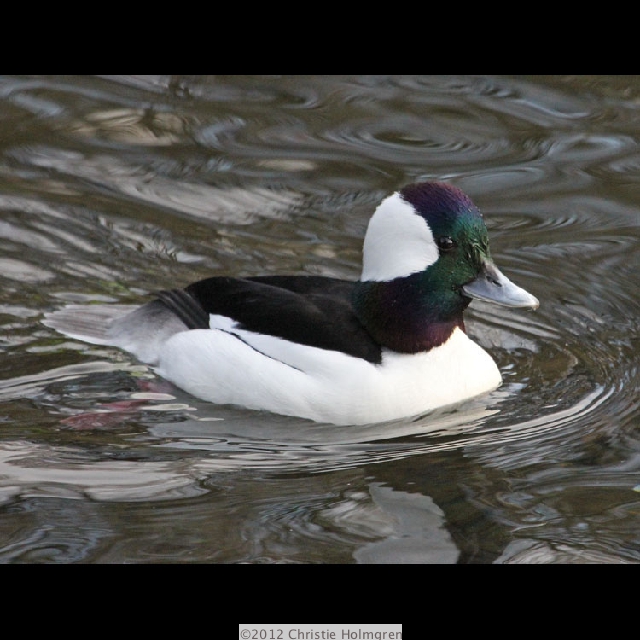 Male<br/>Buffelhead 1