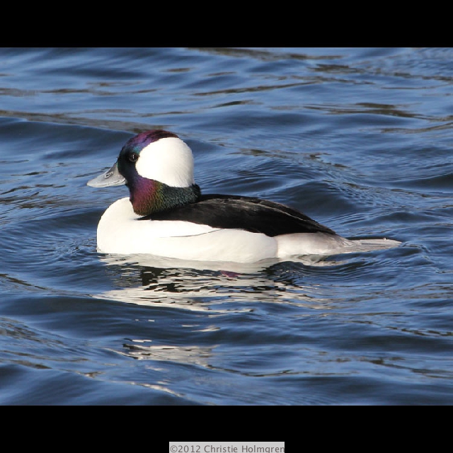 Male<br/>Buffelhead 2