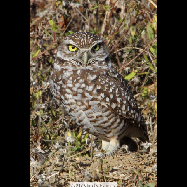 Burrowing<br/>Owl