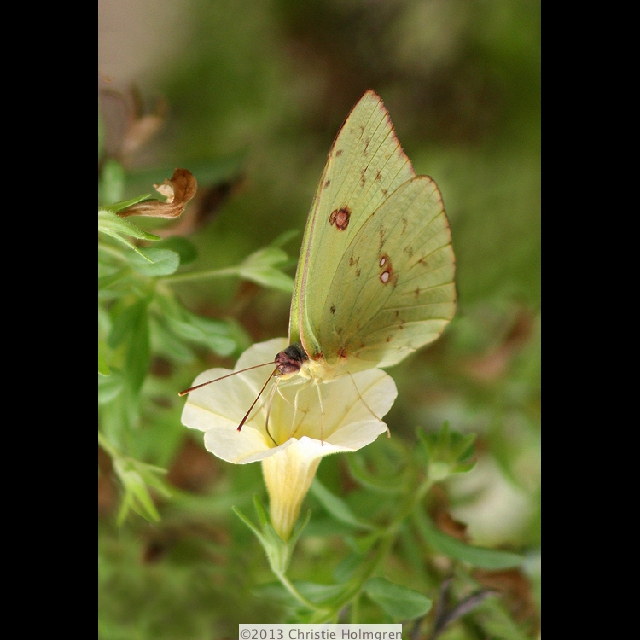 Green<br/>Butterfly