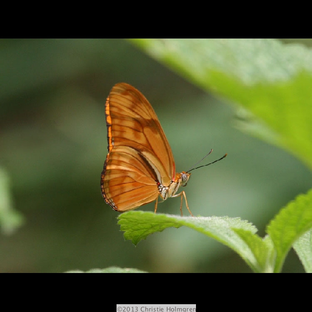 Orange<br/>Butterfly