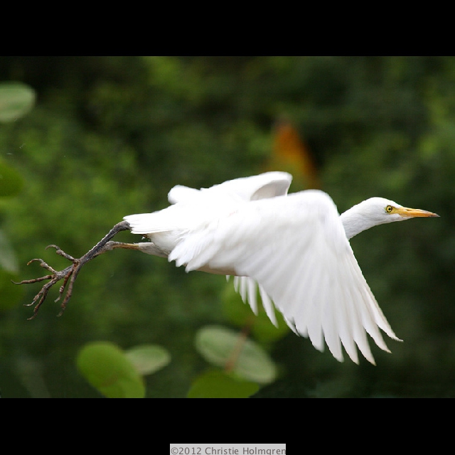 Cattle<br/>Egret<br/>Flying