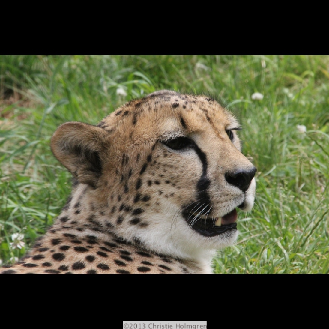 Cheetah
              1