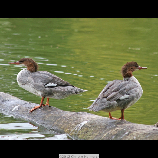 Common<br/>Mergansers