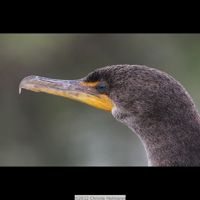 Cormorant