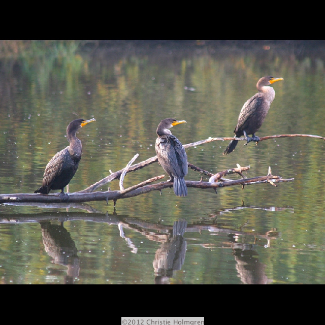 Three<br/>Cormorants