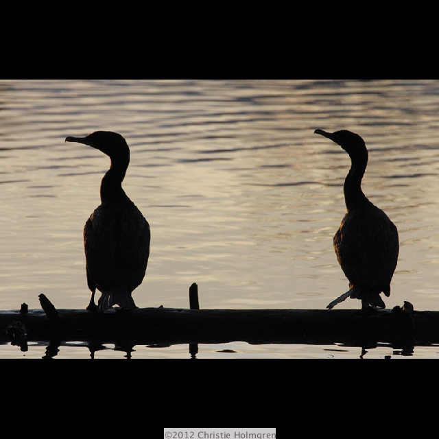 Two
              <br/>Cormorants